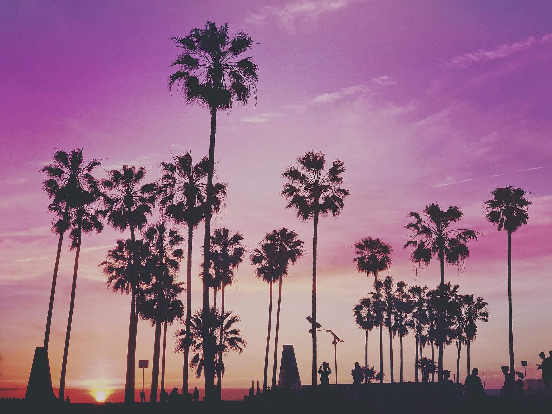 Palm trees at dusk